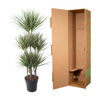 Dracaena Bicolor Carrousel (drakenboom) – Ø31 cm, 150 cm hoog