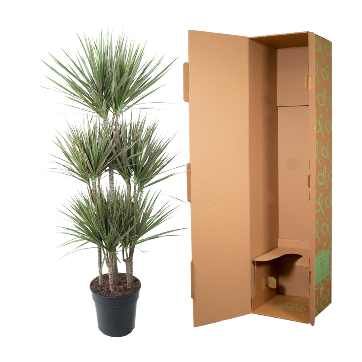 Dracaena Bicolor Carrousel (Drachenbaum) – Ø31 cm, 150 cm hoch