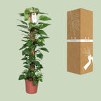 Epipremnum Pinnatum 120cm (scindapsus) – Ø24 cm, 120 cm hoog
