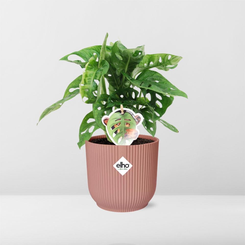Monstera ‘Monkey Leaf’ in ELHO Vibes Fold 14cm rosa (Fensterblatt) – 30 cm hoch