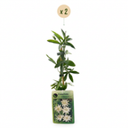 Passiflora caerulea 'Constance Elliott' (passiflore) – blanc – 2 plantes, Ø9 cm, 35 cm de haut