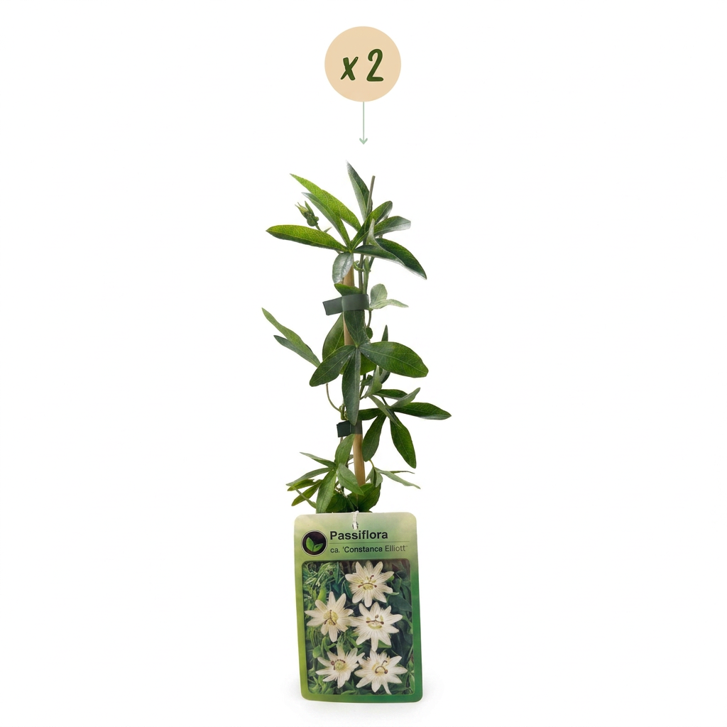 Passiflora caerulea 'Constance Elliott' (passiflore) – blanc – 2 plantes, Ø9 cm, 35 cm de haut – photo 2