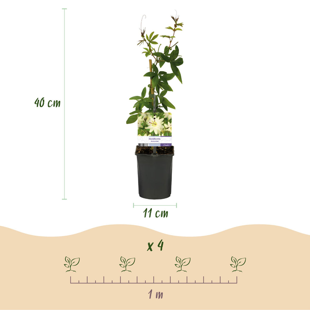 Passiflora 'Avalanche' (Passionsblume) – weiß – 2 Pflanzen, Ø 11 cm, 40 cm hoch – Bild 3
