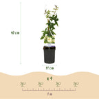 Passiflora 'Avalanche' (Passionsblume) – weiß – 2 Pflanzen, Ø 11 cm, 40 cm hoch