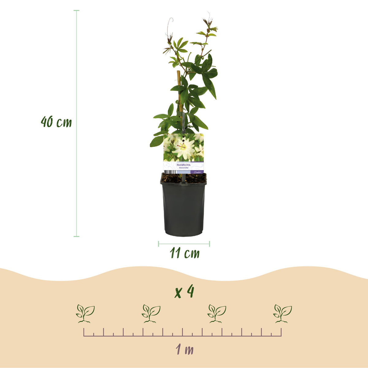Passiflora 'Avalanche' (Passionsblume) – weiß – 2 Pflanzen, Ø 11 cm, 40 cm hoch – Bild 3
