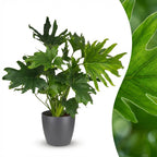 Philodendron Lickety split i grå dekorationspotta – Ø19 cm, 70 cm hög