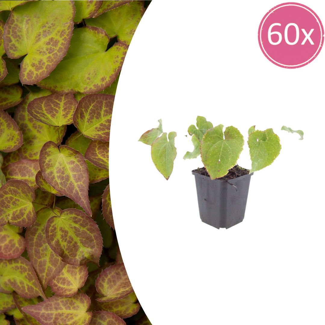 Epimedium perralc. 'Frohnleiten' (Elfenblume) – 60 Pflanzen, Ø9 cm, 10–25 cm hoch