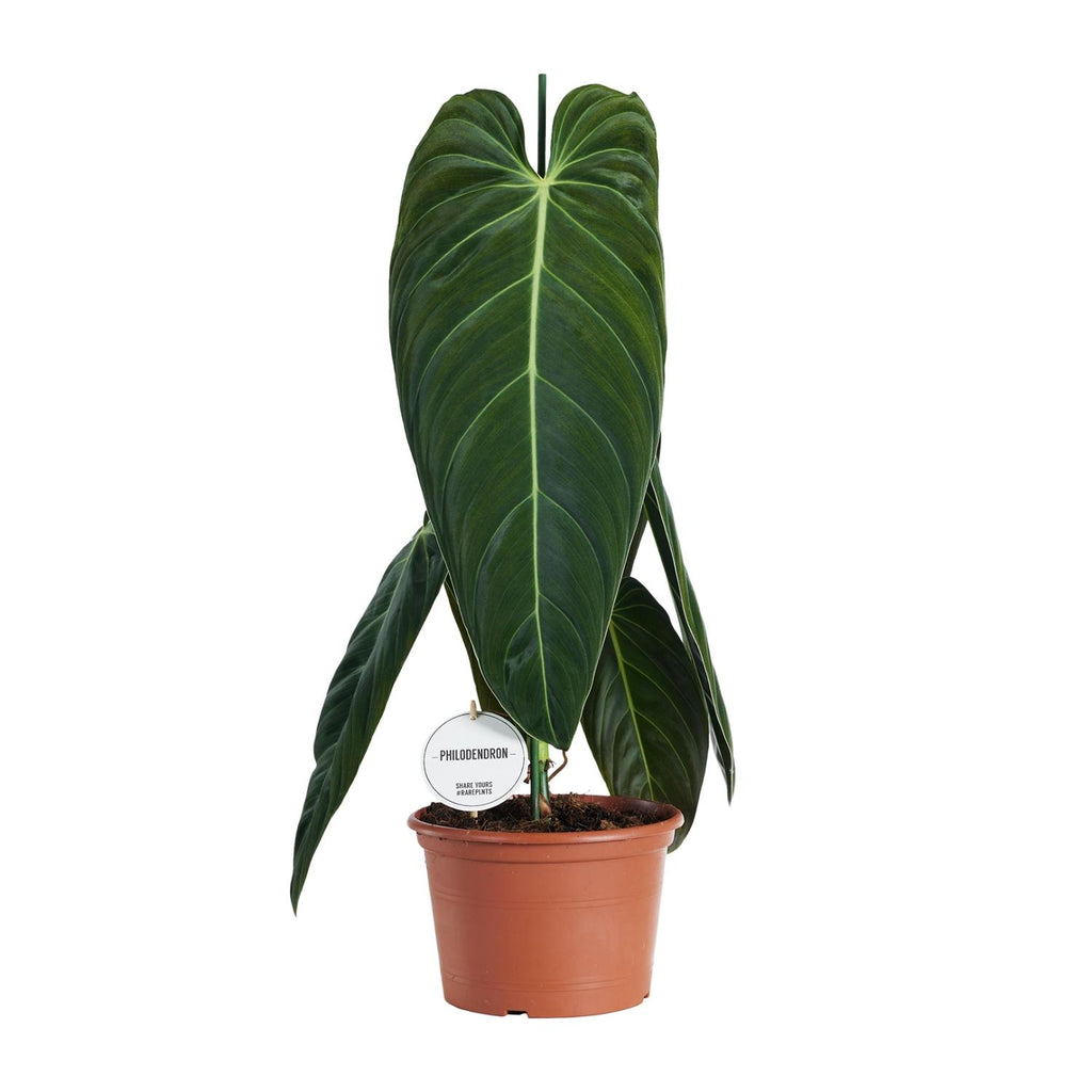 Philodendron Melanochrysum – Ø21 cm, 75 cm hoog