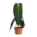 Philodendron Melanochrysum – Ø21 cm, 75 cm hoog
