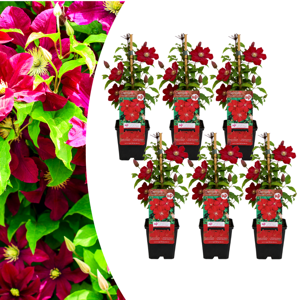 Clematis 'Rouge Cardinal' (clematis) – 6 plants – photo 2