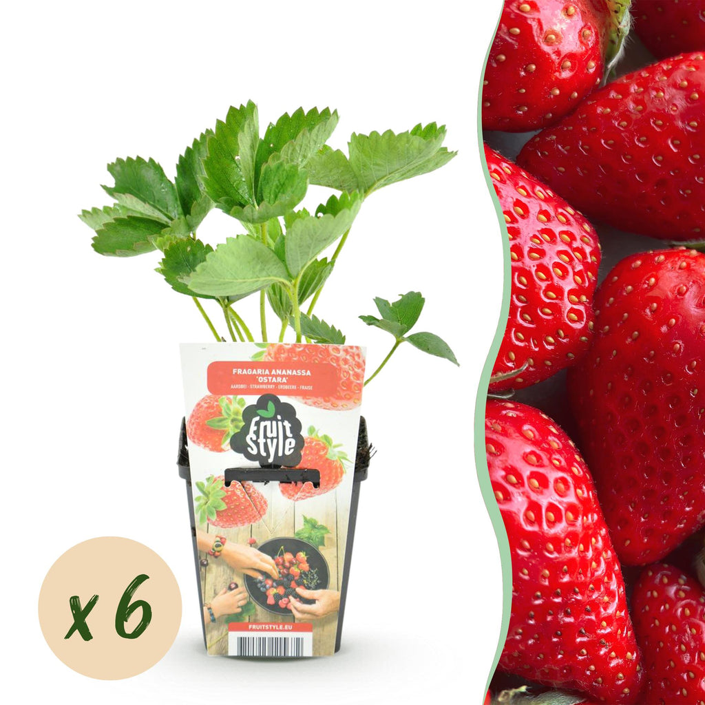 Fragaria 'Elsanta' (Walderdbeere) – 6 Pflanzen, Ø9 cm, 30 cm hoch
