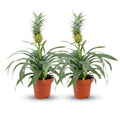 2× Ananas-Pflanze Mi Amigo – Ø12 cm, 35–40 cm hoch