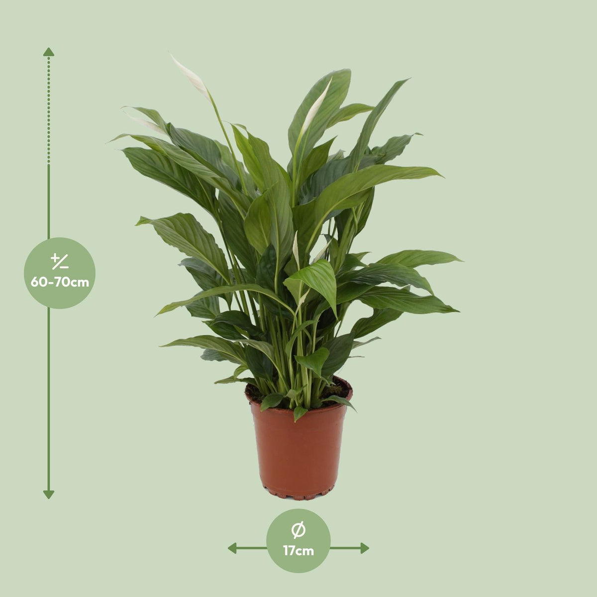 Spathiphyllum Torelli (lepelplant) – Ø17 cm, 65 cm hoog