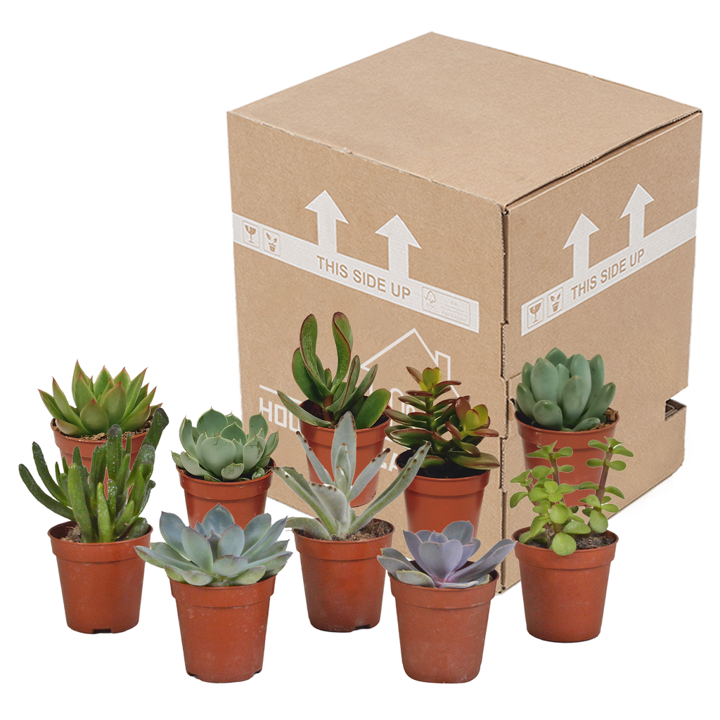 Plantes grasses sans pot décoratif – Ø 6 cm, 13 cm de haut