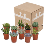 Plantes grasses sans pot décoratif – Ø 6 cm, 13 cm de haut