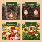Mélange de tulipes à fleurs doubles – 30 bulbes (taille 11/13)