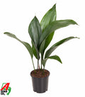 Aspidistra elatior (gietijzerplant) – Ø13 cm, 50 cm hoog