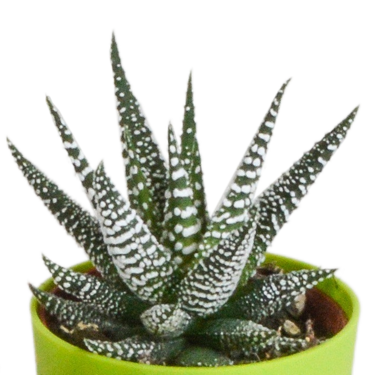 Gasteria/Haworthia mix – Ø6 cm, 16 cm hoog