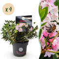 Rhododendron 'Bloombux Light Pink' (rhododendron) – 4 plantes, Ø17 cm, 30–40 cm de haut