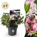 Rhododendron 'Bloombux Light Pink' (rhododendron) – 4 plantes, Ø17 cm, 30–40 cm de haut
