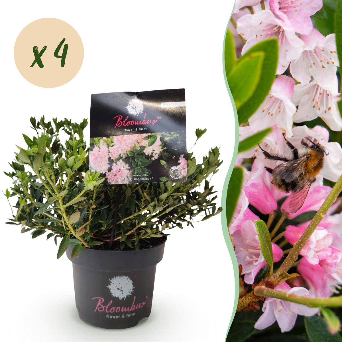 Rhododendron 'Bloombux Light Pink' (rhododendron) – 4 plantes, Ø17 cm, 30–40 cm de haut