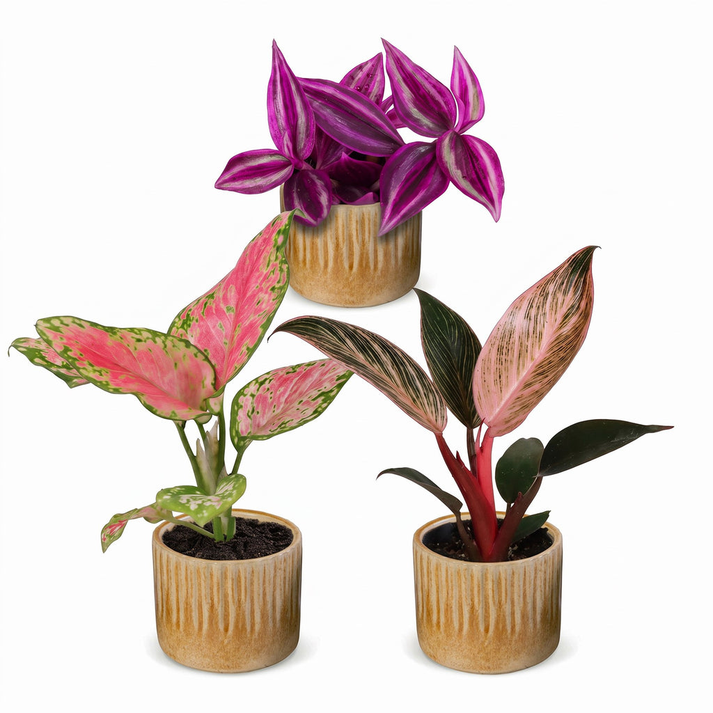 3× Baby Plants Paradise Mix incl. Linnea Honey – Ø6 cm, 10–15 cm tall – photo 2