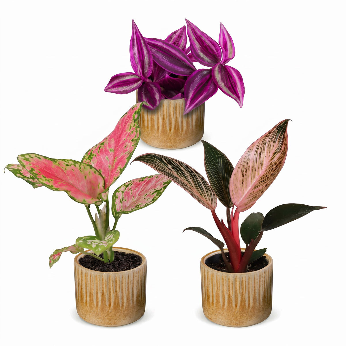 3× småplanter Paradise Mix incl. Linnea Honey – Ø6 cm, 10–15 cm høje