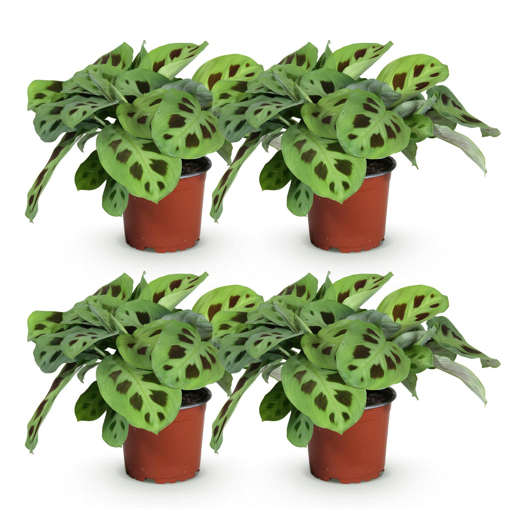 4× Maranta Fascinator Kerchoveana (Gebetsstaude) – Ø 12 cm, 30–35 cm hoch