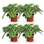4× Maranta Fascinator Kerchoveana (Gebetsstaude) – Ø 12 cm, 30–35 cm hoch