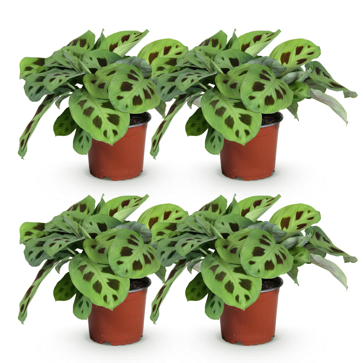 4× Maranta Fascinator Kerchoveana (Gebetsstaude) – Ø 12 cm, 30–35 cm hoch