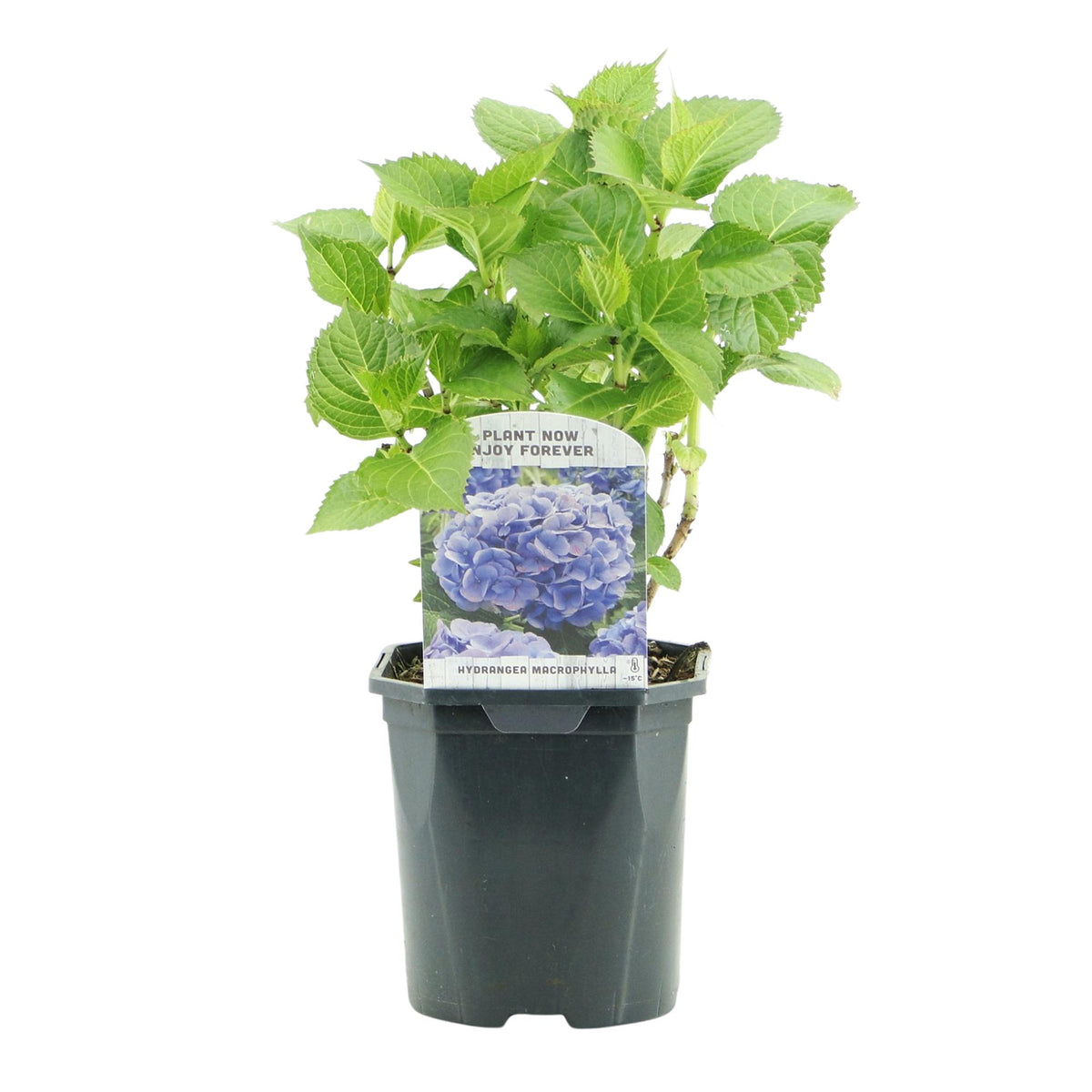 Hydrangea macrophylla 'Blue' (hortensia) – blauw – Ø17 cm, 30 cm hoog
