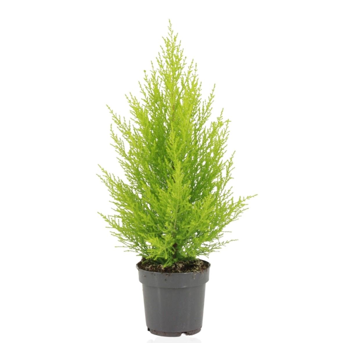 Cupressus macrocarpa Goldcrest Wilma (Zimmer-Lebensbaum) – Ø 14 cm, 55 cm hoch