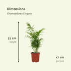 2× Mexicaanse Bergpalm (Chamaedorea) – Ø17 cm, 55 cm hoog