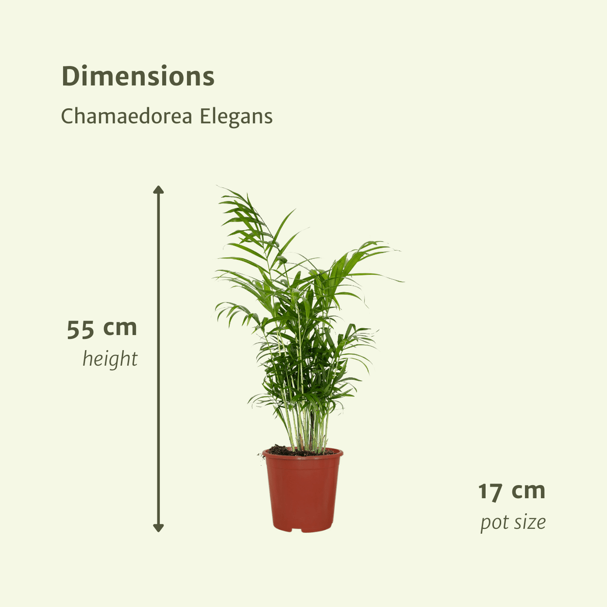 2× Mexicansk bjerglpalme (Chamaedorea) – Ø17 cm, 55 cm høj