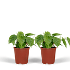 2× Philodendron scandens – Ø12 cm, 15 cm hoch