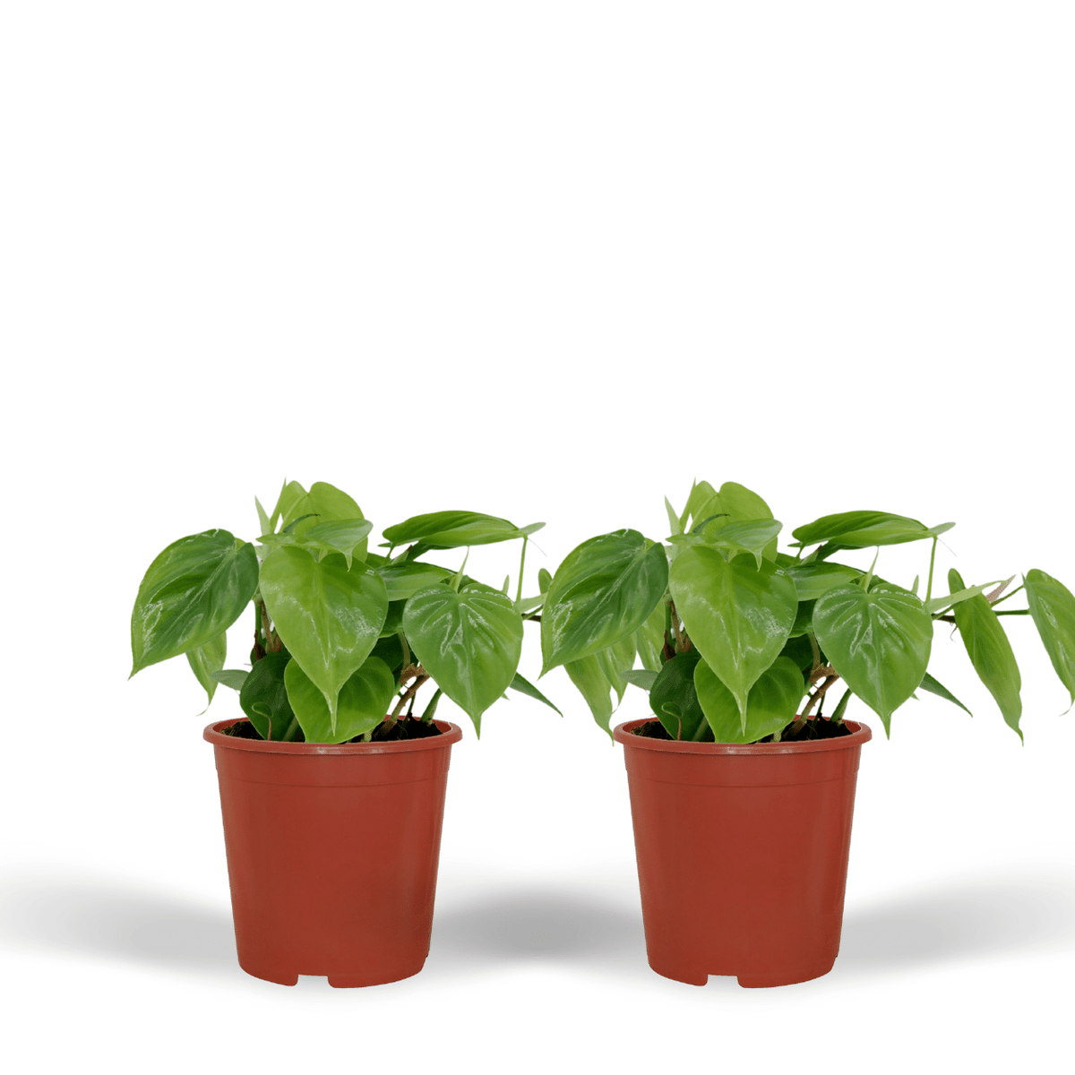 2× Philodendron scandens – Ø12 cm, 15 cm hoch