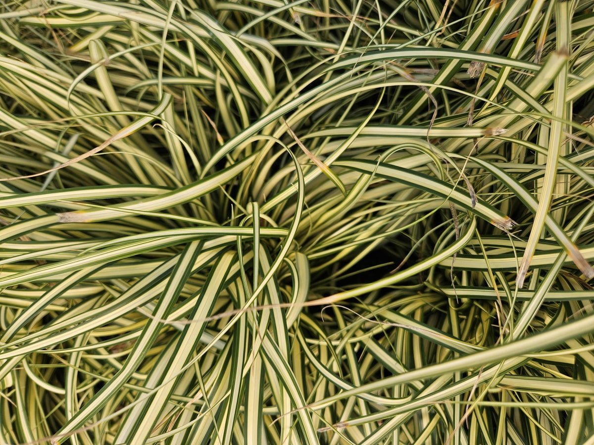 Carex oshim. 'Evergold' (sedge) – 24 plants, Ø9 cm, 10–25 cm high – photo 8