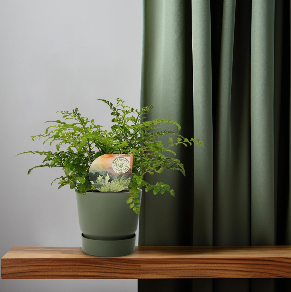 Asplenium Parvati (Vogelnestfarn) – Ø12 cm, 35 cm hoch