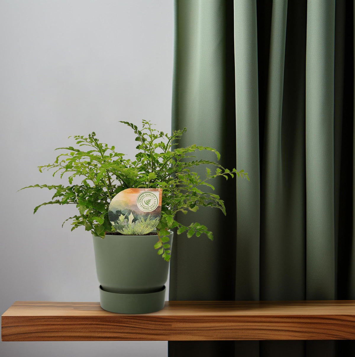 Asplenium Parvati (Vogelnestfarn) – Ø12 cm, 35 cm hoch