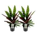 2× Calathea Lancifolia Insignis – Ø14 cm, 45 cm høj