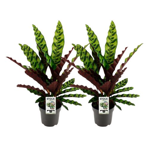 2× Calathea lancifolia ‘Insignis’ – Ø 14 cm, 45 cm hoch