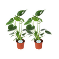 2× Monstera deliciosa (plante percée) – Ø14 cm, 45 cm de haut