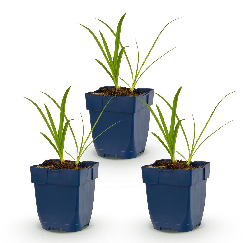 Agapanthus africanus 'Albus' (agapanthe africaine) – blanc – 3 plantes, Ø11 cm, 15–25 cm de haut – photo 2
