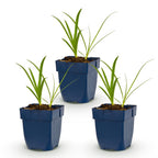 Agapanthus africanus 'Albus' (agapanthe africaine) – blanc – 3 plantes, Ø11 cm, 15–25 cm de haut
