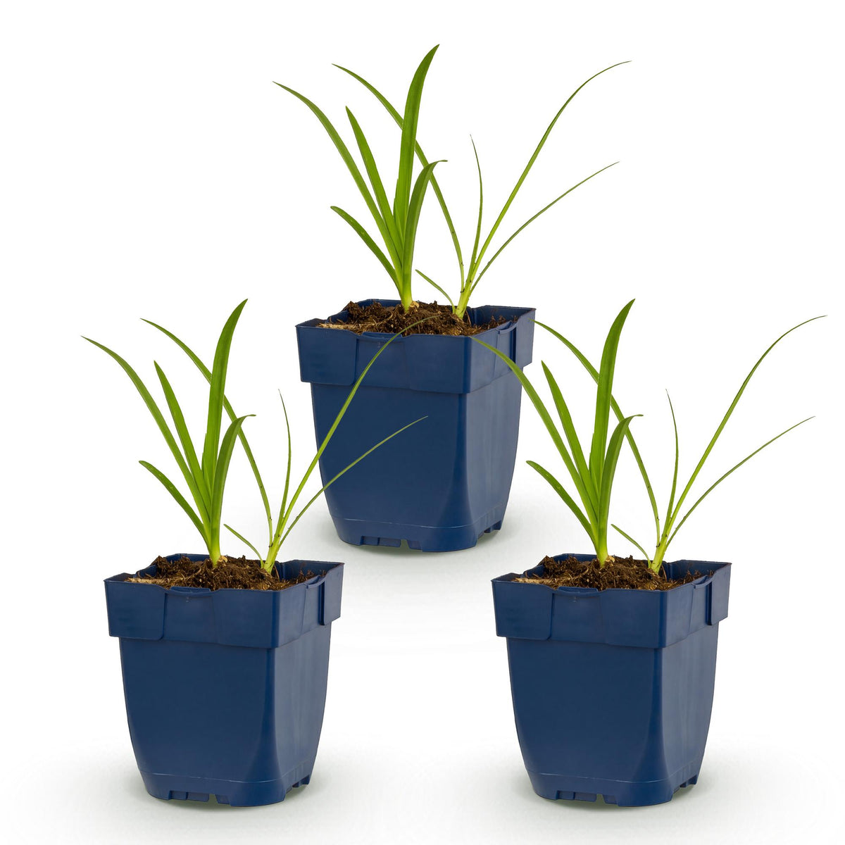 Agapanthus africanus 'Albus' (agapanthe africaine) – blanc – 3 plantes, Ø11 cm, 15–25 cm de haut – photo 2