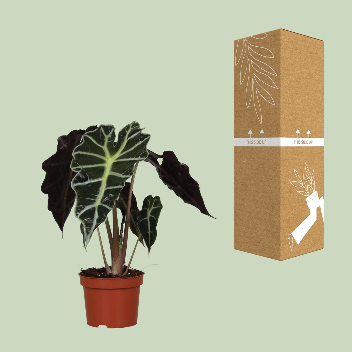 Alocasia amazonica Polly (olifantsoor) – Ø12 cm, 30 cm hoog