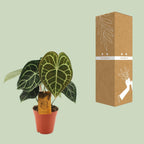 Anthurium Clarinervium (flamingoplant) – Ø15 cm, 25 cm hoog