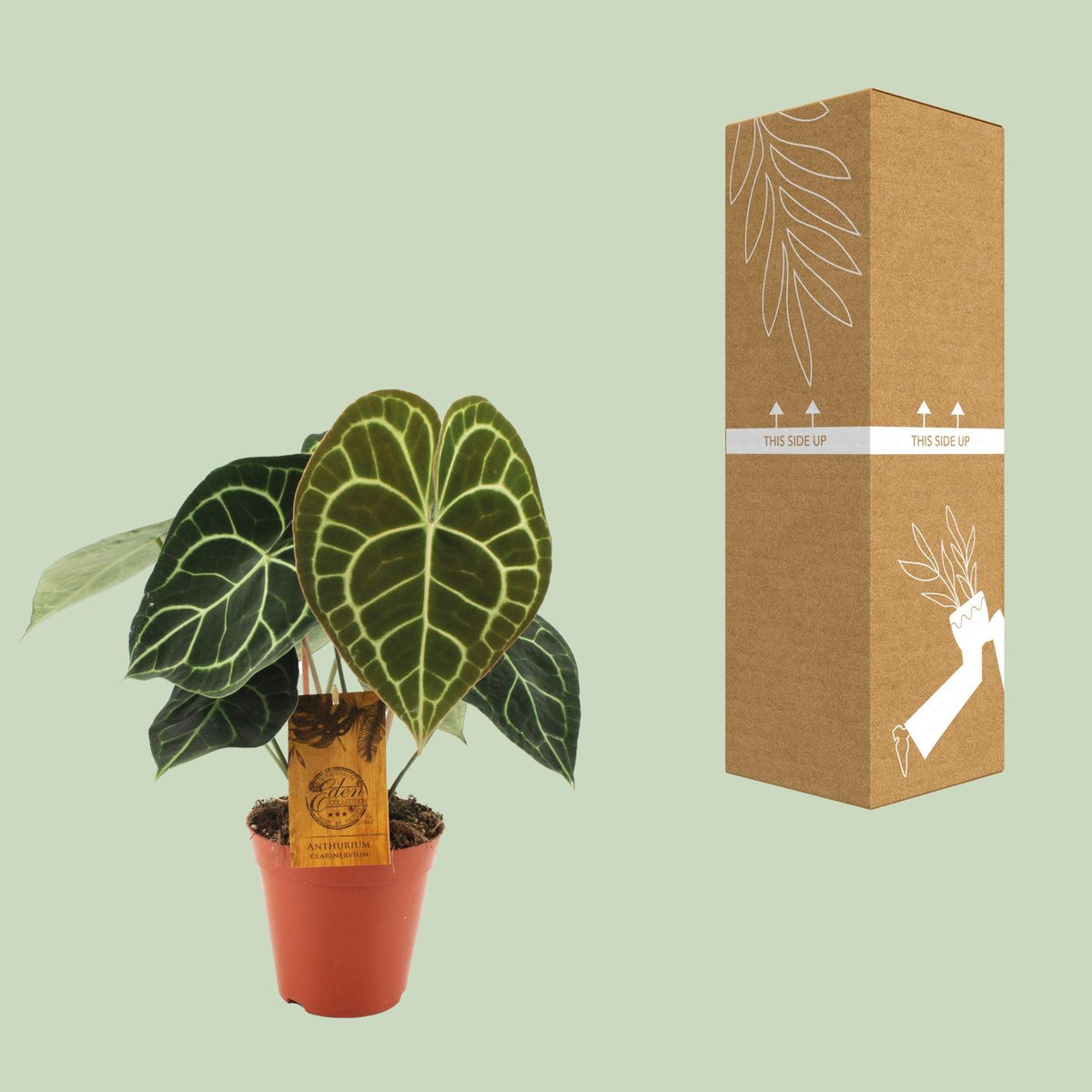 Anthurium Clarinervium (flamingoplant) – Ø15 cm, 25 cm hoog
