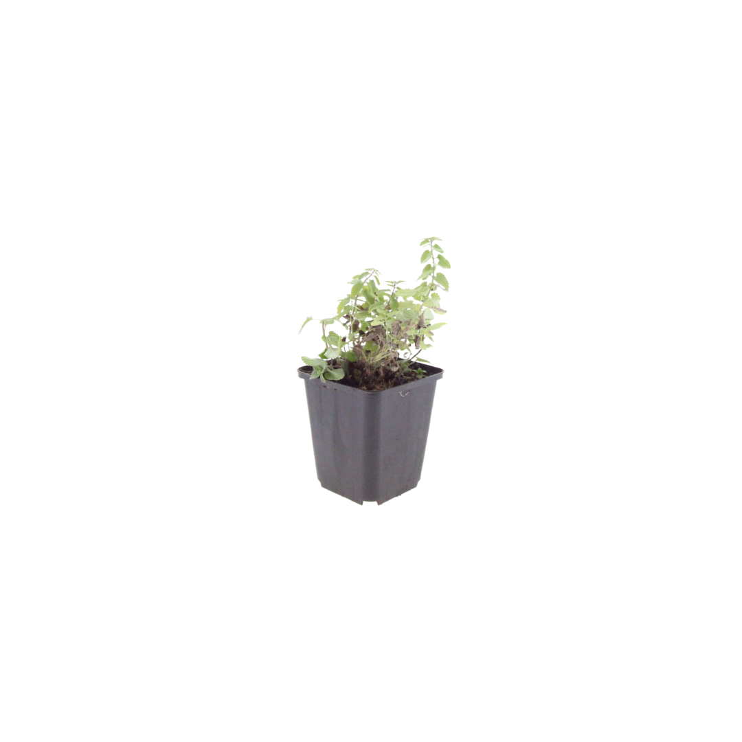 Nepeta 'Grol' (Katzenminze) – 60 Pflanzen, Ø 9 cm, 10–25 cm hoch – Bild 2