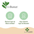 Buxus 'Pyramide' – Ø 23 cm, 60–70 cm hoch